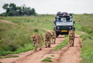 Sharjah Safari Park ticket